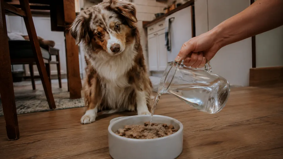 Trockenbarf für Hunde im Napf mit Wasser einweichen